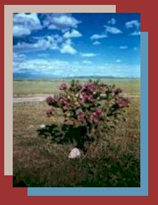 Cholla Cactus, picture taken in the pasture in front of my house.